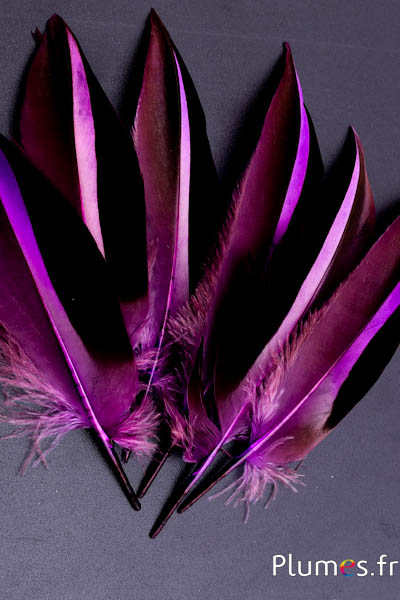 Canard de Madagascar - 12-14 cm - aubergine